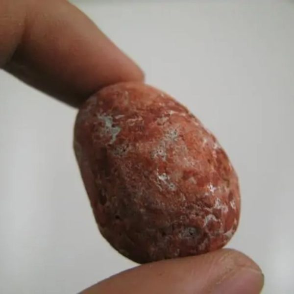 Deer Pearl - Type P1 - Image 3