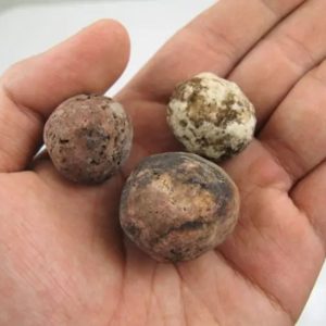 Deer Pearl - Type Q1