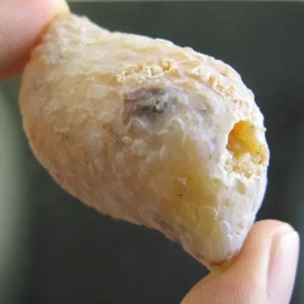 Deer Pearl - Type T1 (Golden Deer) - Image 3