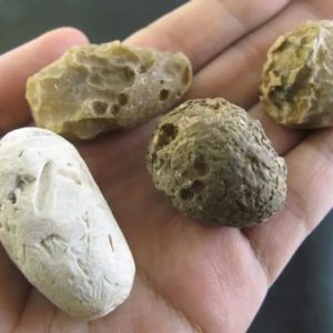 Deer Pearl - Type U1 (Wulung Deer)