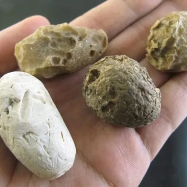Deer Pearl - Type U1 (Wulung Deer)