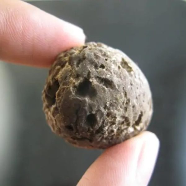 Deer Pearl - Type U1 (Wulung Deer)