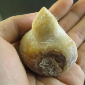 Tusk of Golden Deer Fossil - Type A1