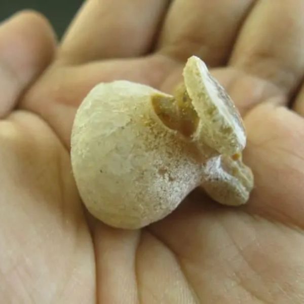 Tusk of Golden Deer Fossil - Type A2