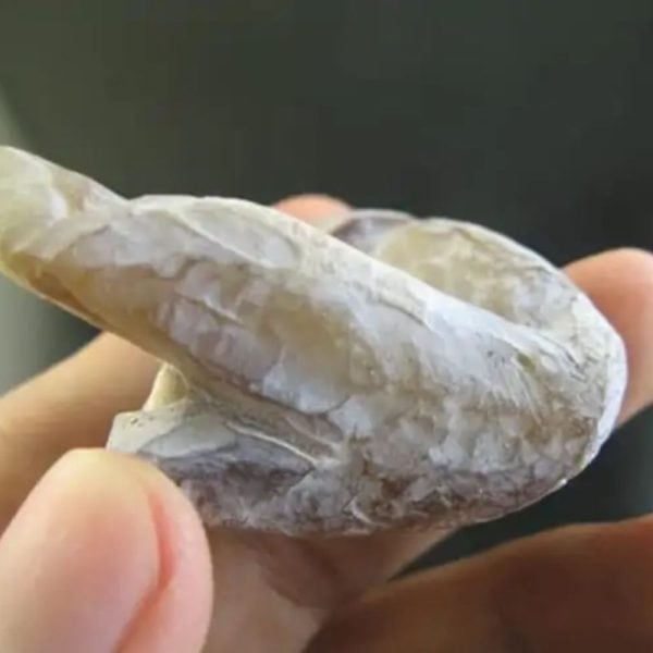 Tusk of Golden Deer Fossil - Type A3