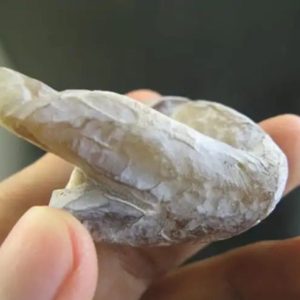 Tusk of Golden Deer Fossil - Type A3