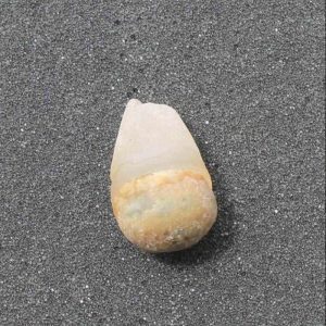 Deer Pearl- Type E6