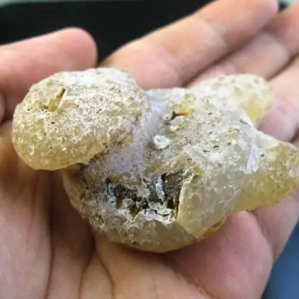 Fossilized Agarwood/Gaharu - Type C1 (Sap) - Image 2