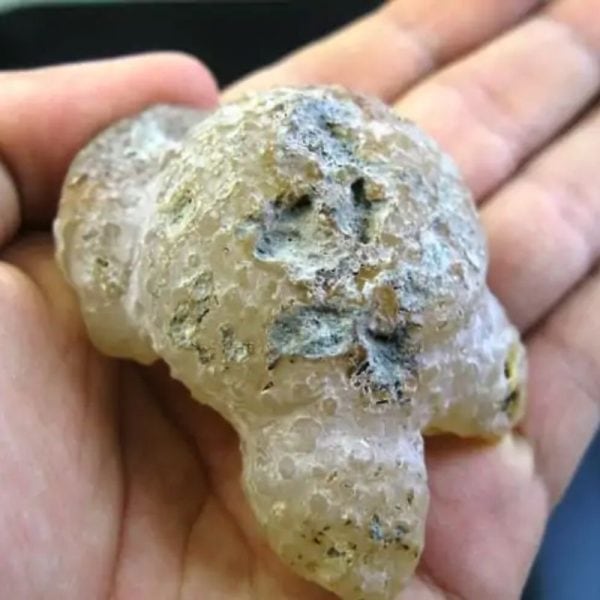 Fossilized Agarwood/Gaharu - Type C1 (Sap)