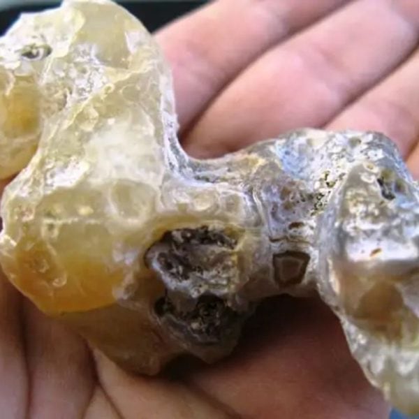 Fossilized Agarwood/Gaharu - Type C1 (Sap)