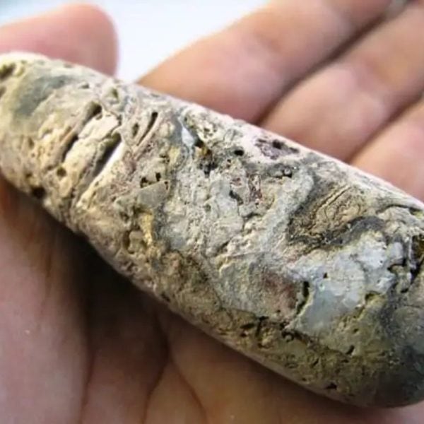 Fossilized Agarwood/Gaharu - Type I1 (Tiger Gaharu)