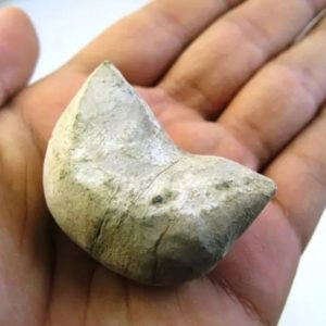 Fossilized Agarwood/Gaharu - Type G2