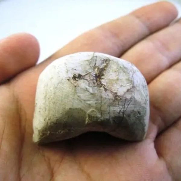 Fossilized Agarwood/Gaharu - Type G2