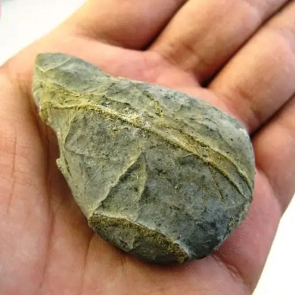 Fossilized Agarwood/Gaharu - Type G1
