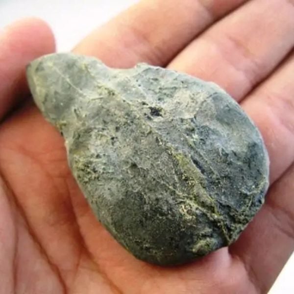 Fossilized Agarwood/Gaharu - Type G1 - Image 3