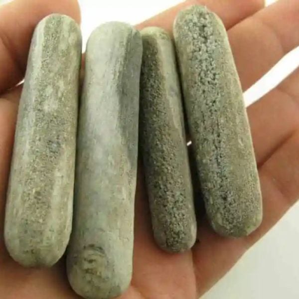 Nagasari Wood Fossil - Type A (Cylinder Shape)