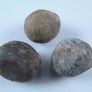 Nagasari Tree Seed Fossil- Type A1