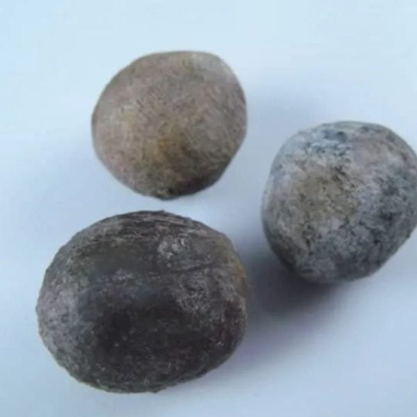 Nagasari Tree Seed Fossil- Type A1 - Image 4