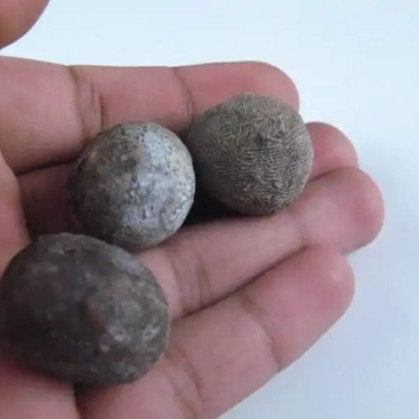 Nagasari Tree Seed Fossil- Type A1 - Image 2