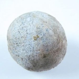 Nagasari Tree Seed Pearl - Type A3