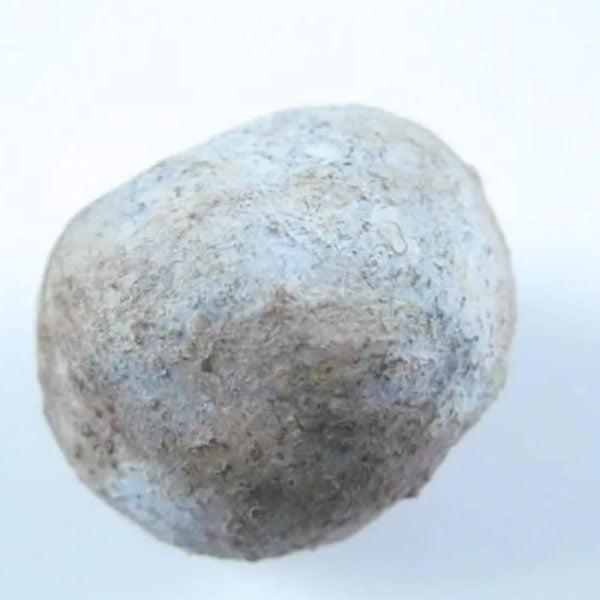 Nagasari Tree Seed Pearl - Type A3