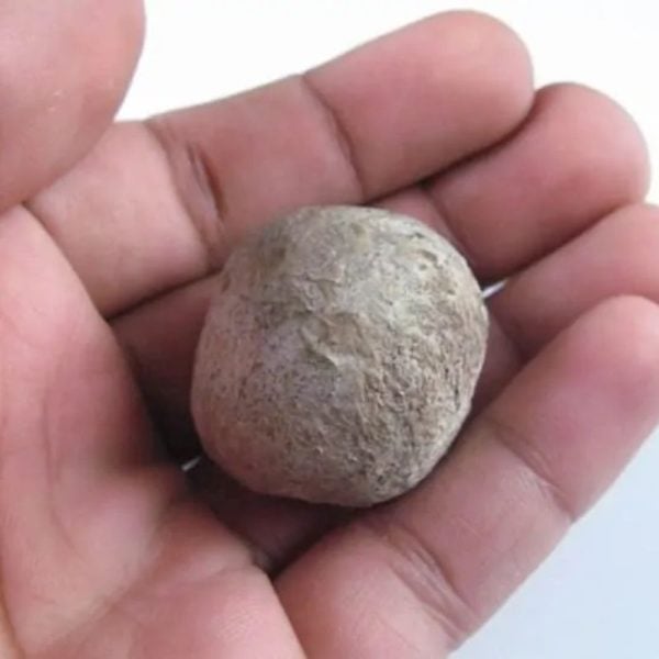 Nagasari Tree Seed Pearl - Type A3