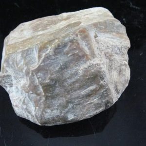 Nagasari Wood Fossil - Type C1