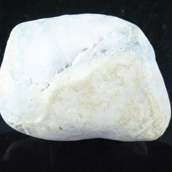 Nagasari Wood Fossil - Type C2