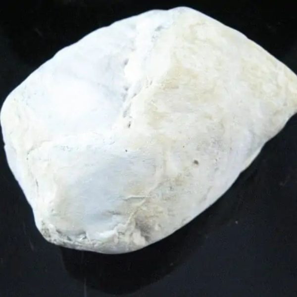 Nagasari Wood Fossil - Type C2