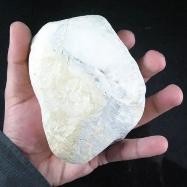 Nagasari Wood Fossil - Type C2 - Image 4