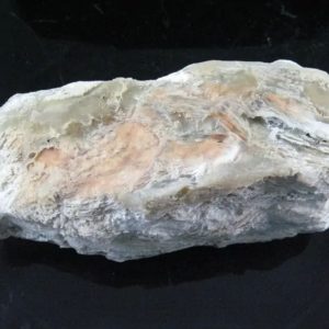 Nagasari Wood Fossil - Type C3