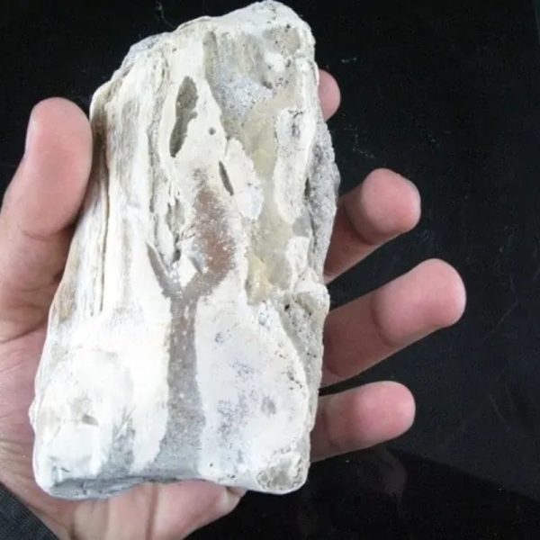 Nagasari Wood Fossil - Type C3 - Image 3