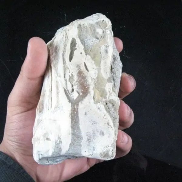 Nagasari Wood Fossil - Type C3 - Image 2