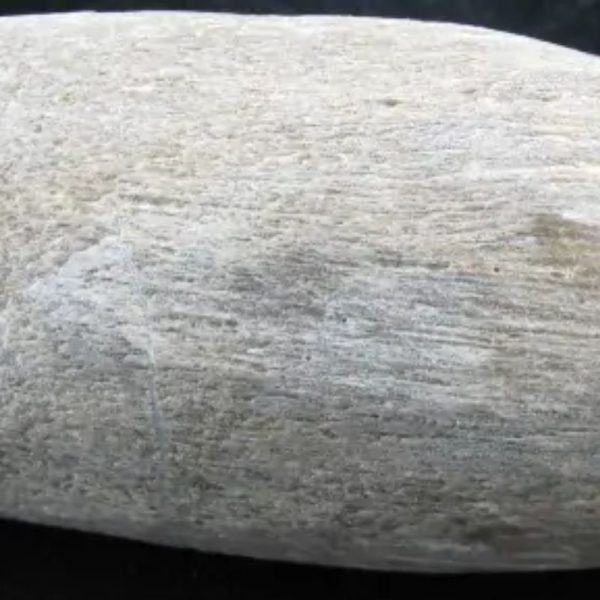 Nagasari Wood B1 - Fossilized -