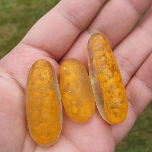 Brahma Eel Pearl A3 - Orange