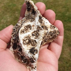 Fish Pearl - Type C