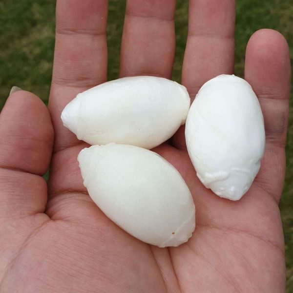 Porcupine Pearls - Type F1