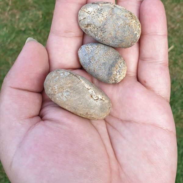Porcupine Pearls - Type D3
