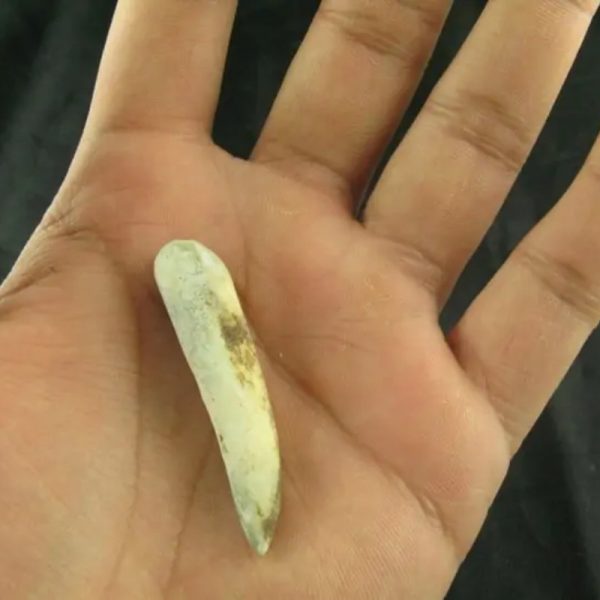 White Tiger Horns - Type D4 - Image 2