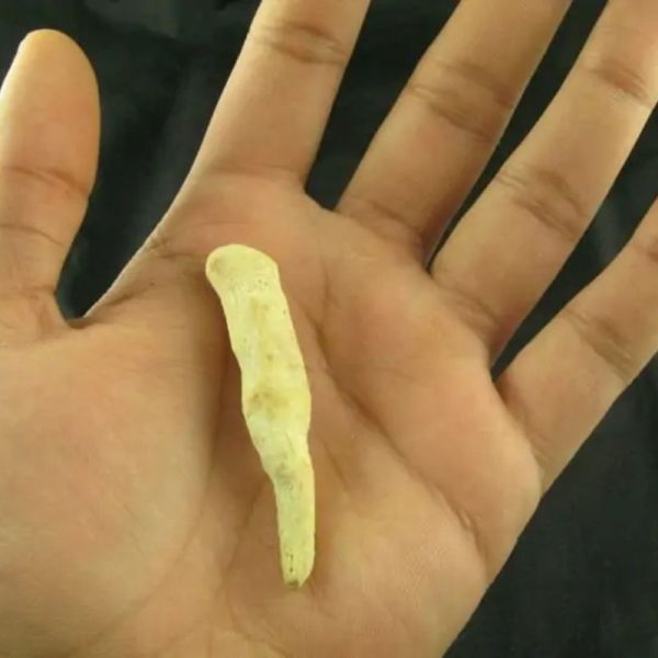 White Tiger Horns - Type C2
