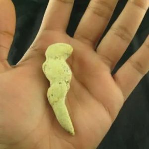 White Tiger Horns - Type C3