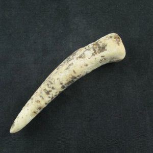 White Tiger Horns - Type E3
