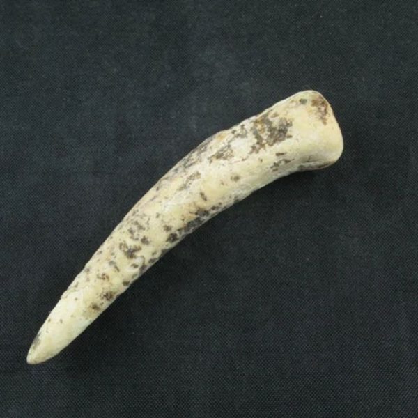 White Tiger Horns - Type E3