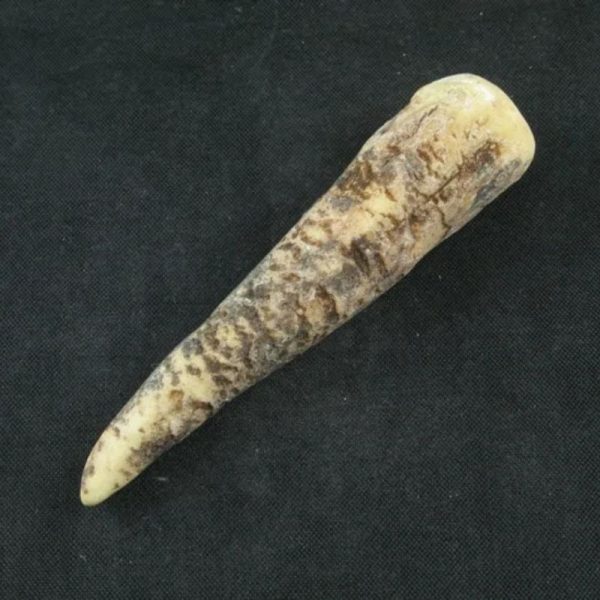White Tiger Horns - Type E4