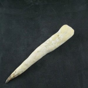 White Tiger Horns - Type F1