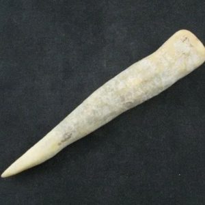 White Tiger Horns - Type F2