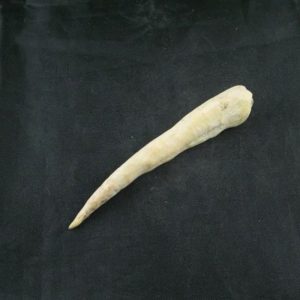 White Tiger Horns - Type F5