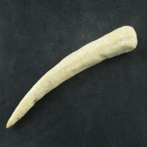 White Tiger Horns - Type G1