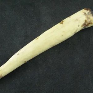White Tiger Horns - Type G5