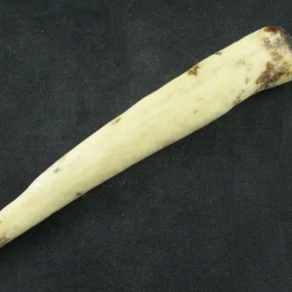 White Tiger Horns - Type G5
